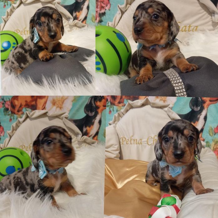 Piesek.Jamnik miniaturowy krótkowłosy czarny merle