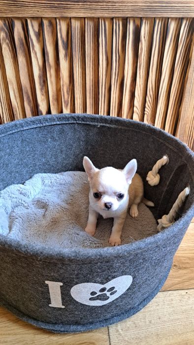 Chihuahua malutka suczka