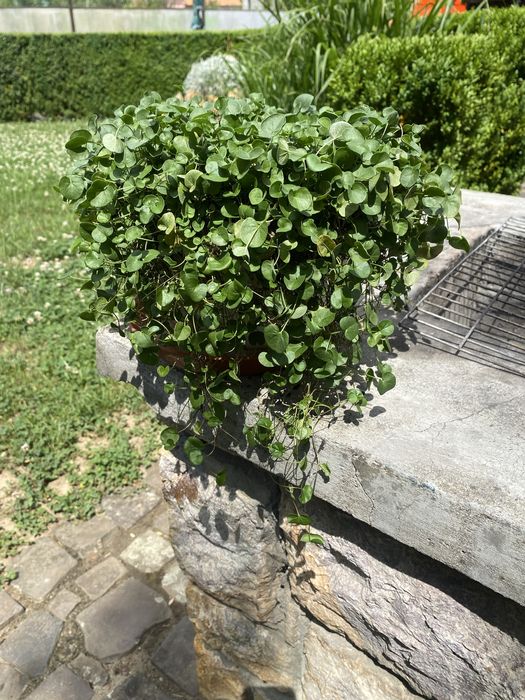 Діхондра зелена ампельна