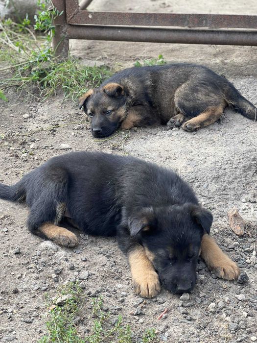 Цуценята німецької вівчарки