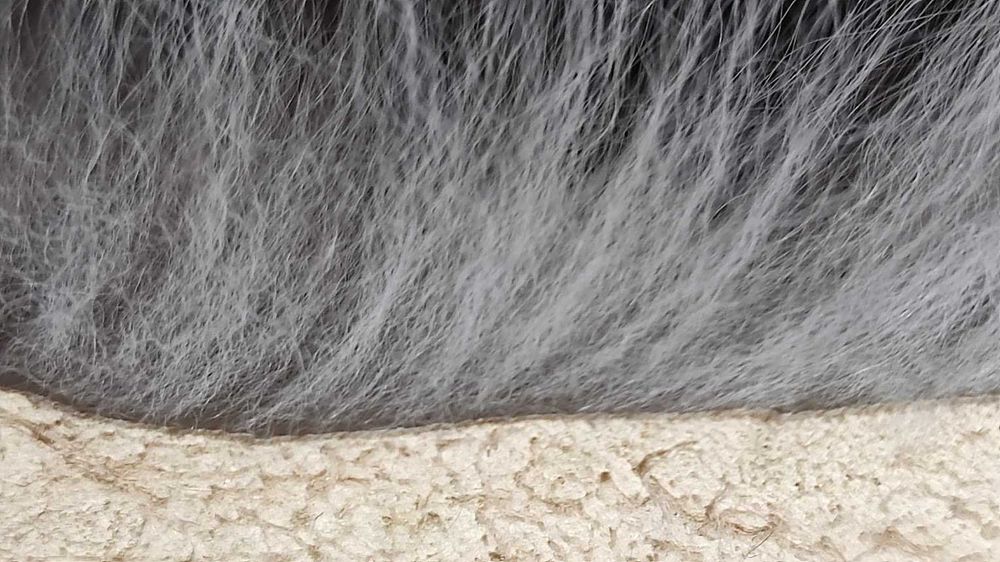 Хутро     песця    нове