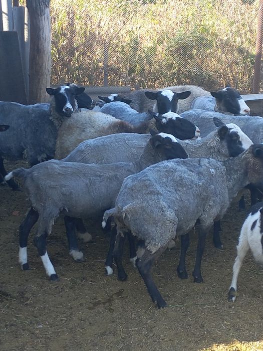 Продам романовских овец