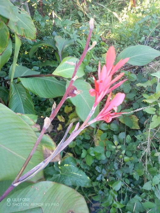 Cannas Indicas rizomas