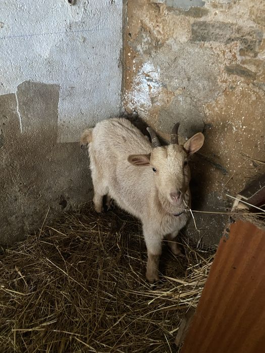 Cabra com 9 meses