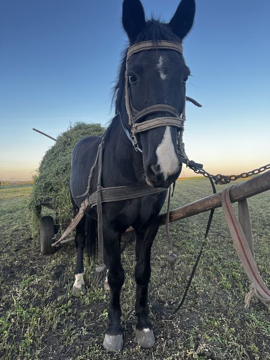 Продається робочий кінь