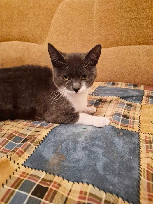Котенок - девочка, кошка 5 месяцев, пепельно-белая