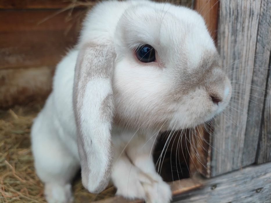 Samczyk Mini Lop