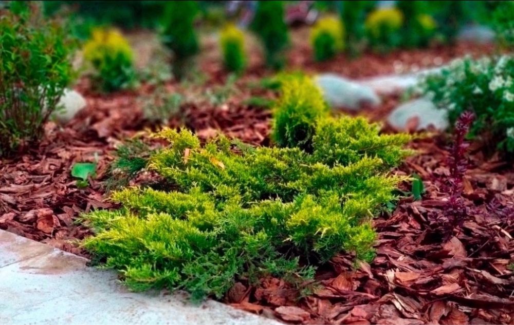 Соснова кора для ландшафта