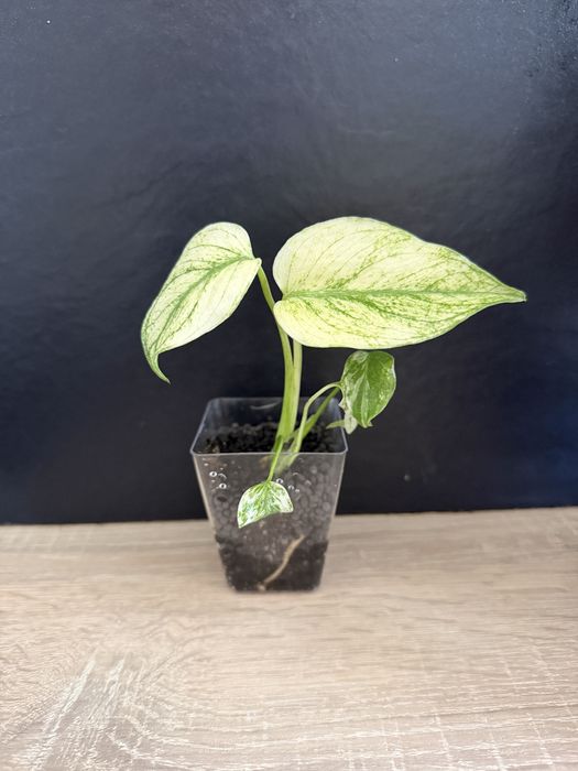 Monstera white monster