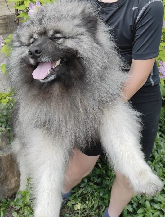 кеесхонд, на вязку