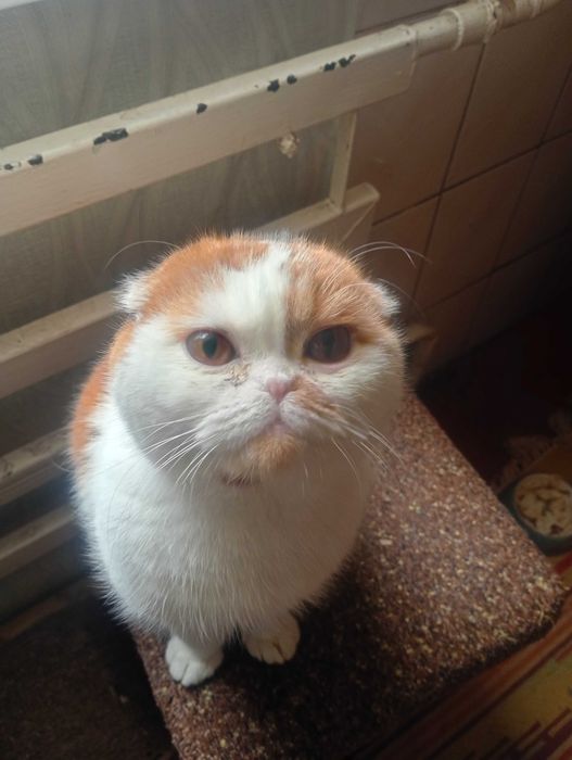 Є котик для спаровки з документами вісловухий британе