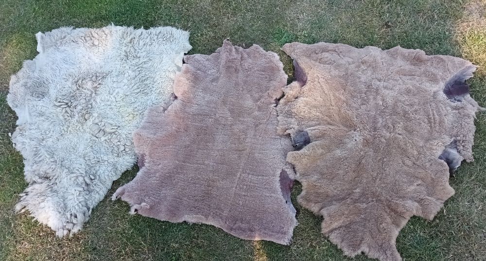 Skóra barania jasna i ciemna