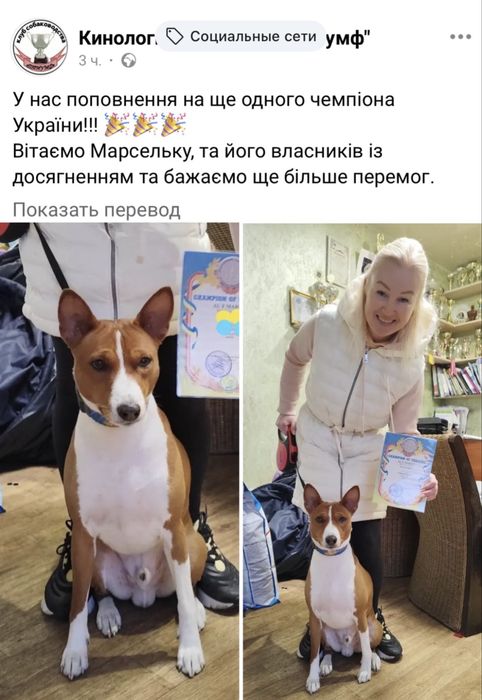 Кобель Басенджи для вязки