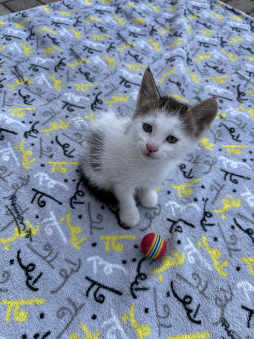 Не пожалеете!) Котёночек. Мальчик , очень понятливый, любящий общение