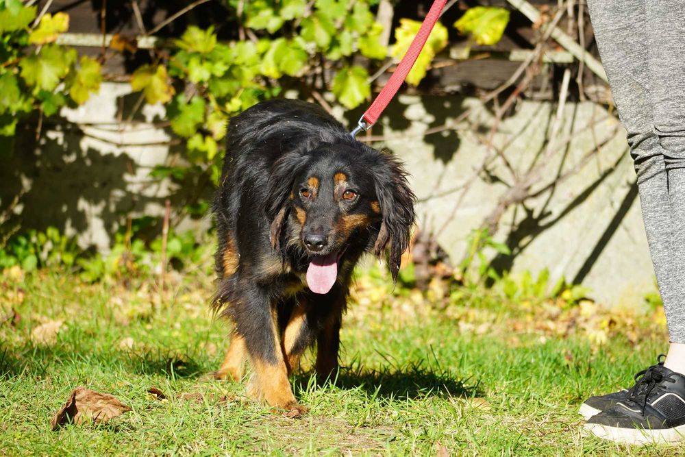 Funt - łagodny, smutny piesek