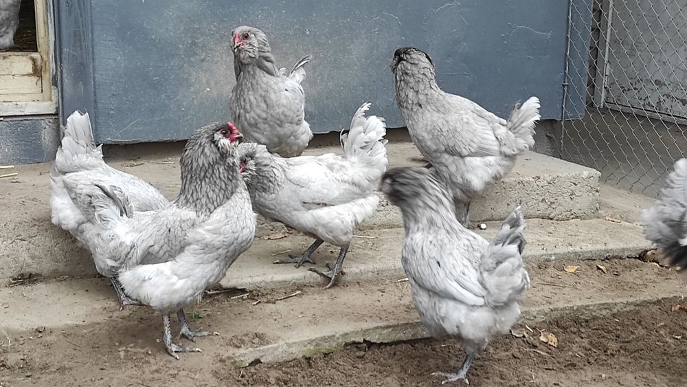 Інкубаційні яйця амераукан, амераукани, амераукана