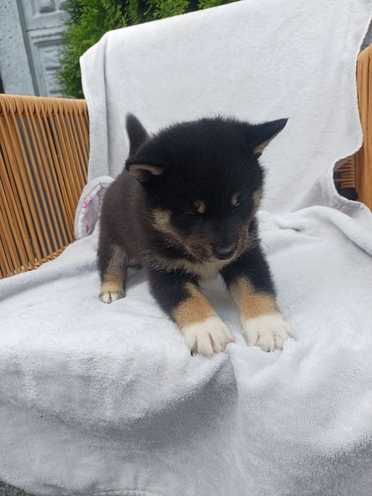 Shiba inu-czarny