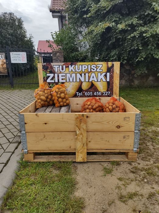 Ziemniaki odmiana Vineta