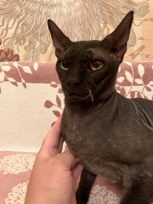 Кот сфинкс, вязка