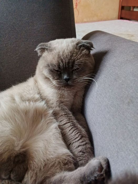 Продам висловухого котика породи скоттиш-фолд окрасу блю-пойнт