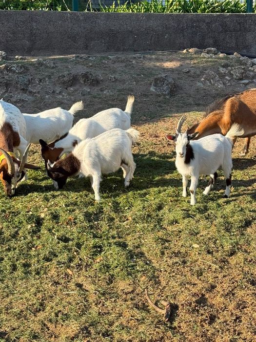 Vendem-se cabras anãs