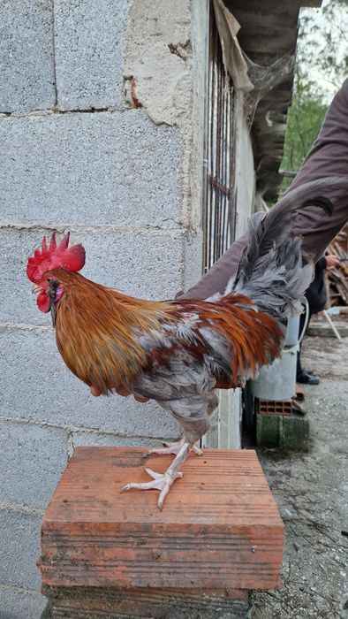 Galos de excelentes raças