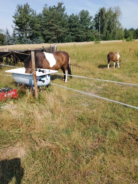 Sprzedam młode kozy z mlekiem likwidacja