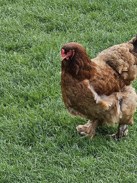 Продам півня породи Брама палева і курей