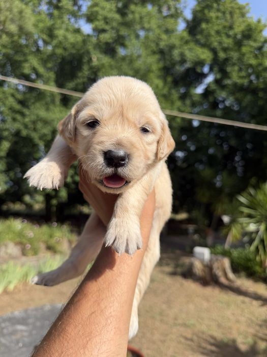 Golden Retriever