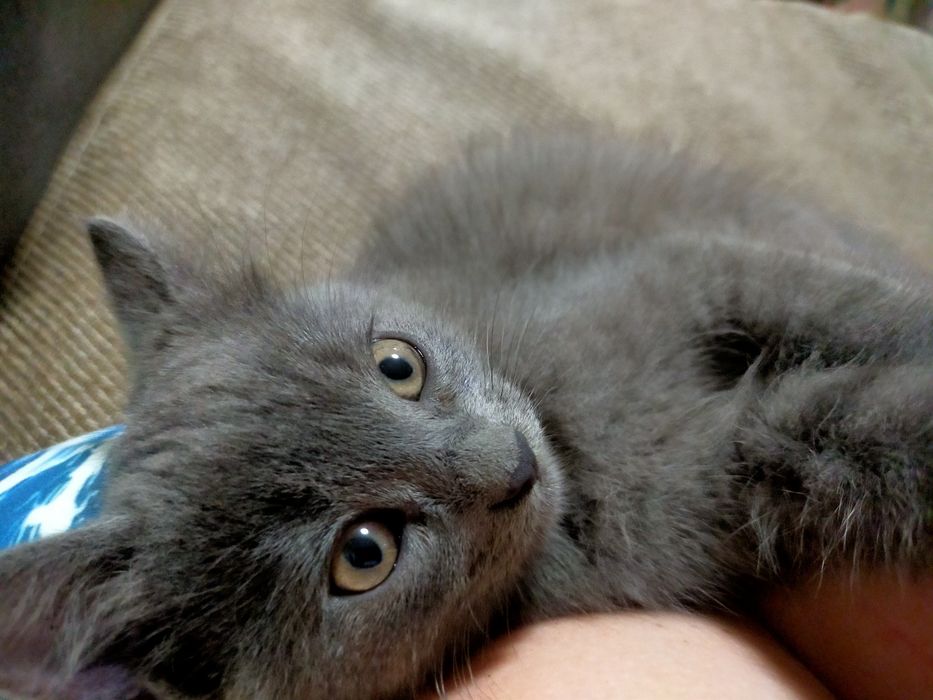 Котята шотландцы ищут любящих хозяев