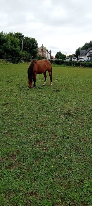 Klacz AQH 04.2016r