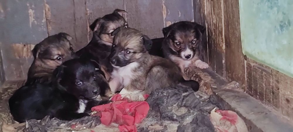 Отдам в добрые руки