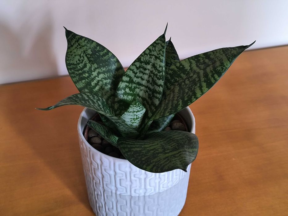 Espada-de-São-Jorge Mini