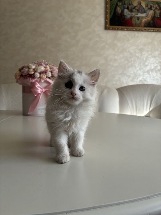 Віддам кошенята в добрі руки
