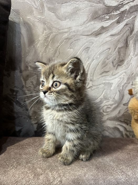 Шотландський котик хлопчик скотіш страйт