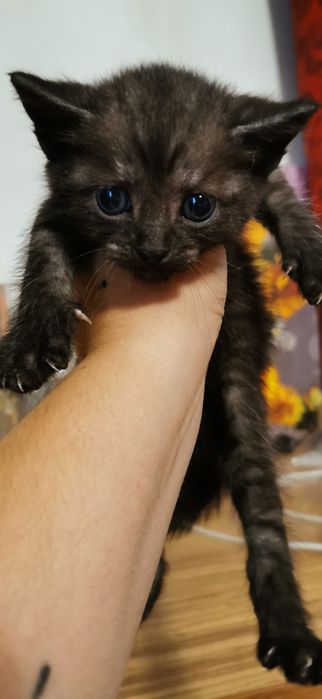 Кошенята в добрі ручки