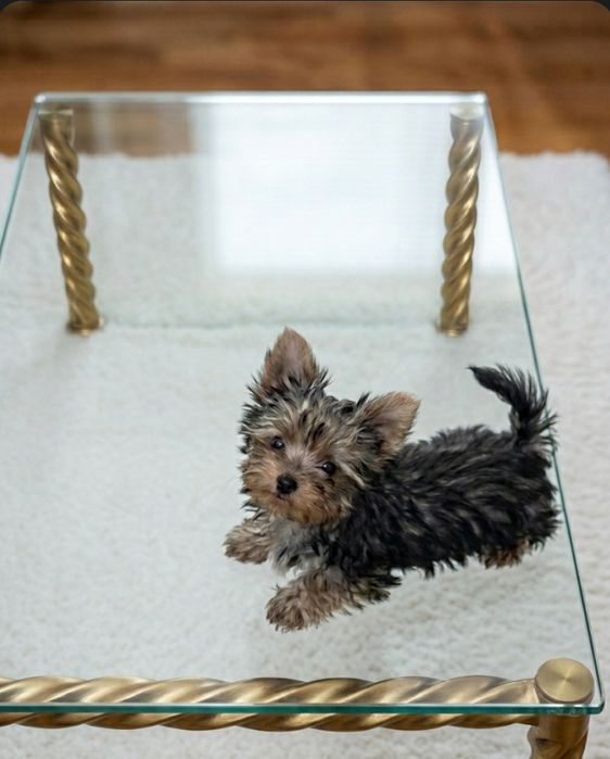 Няшна мікро  дівчинка йорочка.