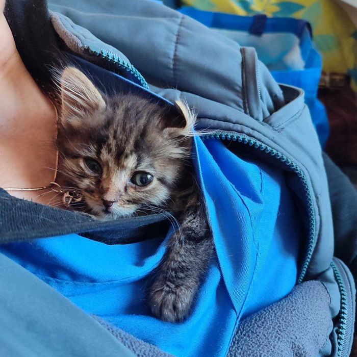 Кошеня, хлопчик, 1 місяць