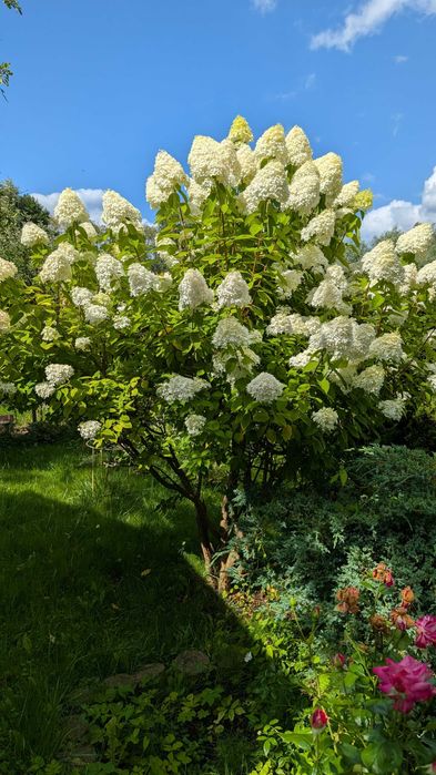 Działka ROD "Nad jeziorem"  Szczecin Dąbie