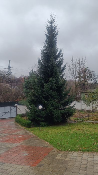 Ёлка живая пышная больше 15 метров