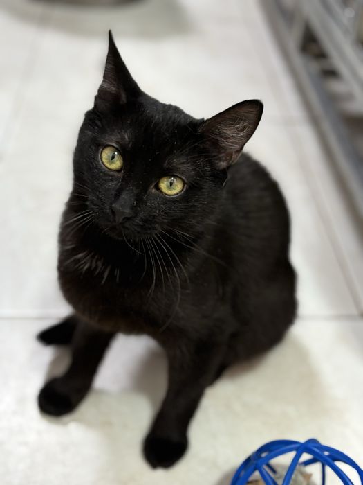 Кошеня в добрі руки