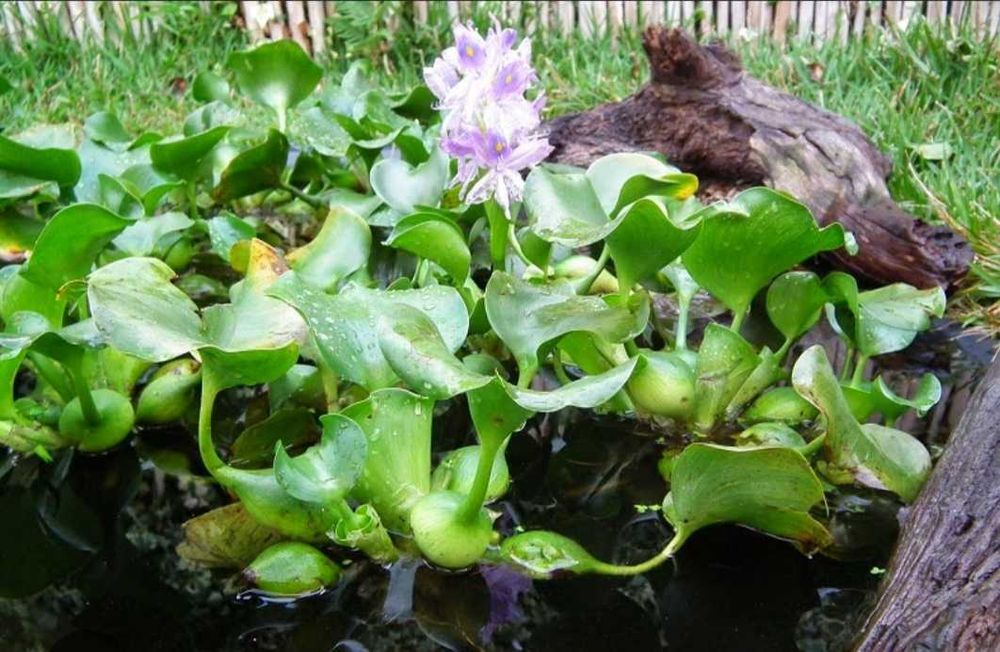 Plantas de lago ou lagoa jassintos
