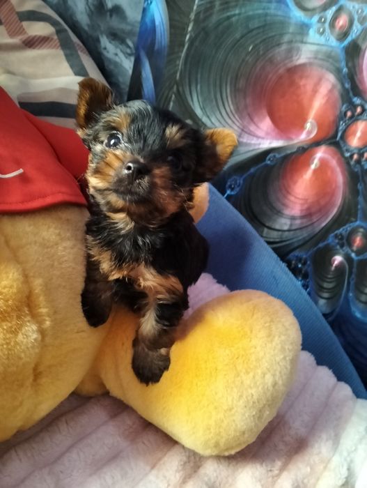 Щенки Йорширский Терьер