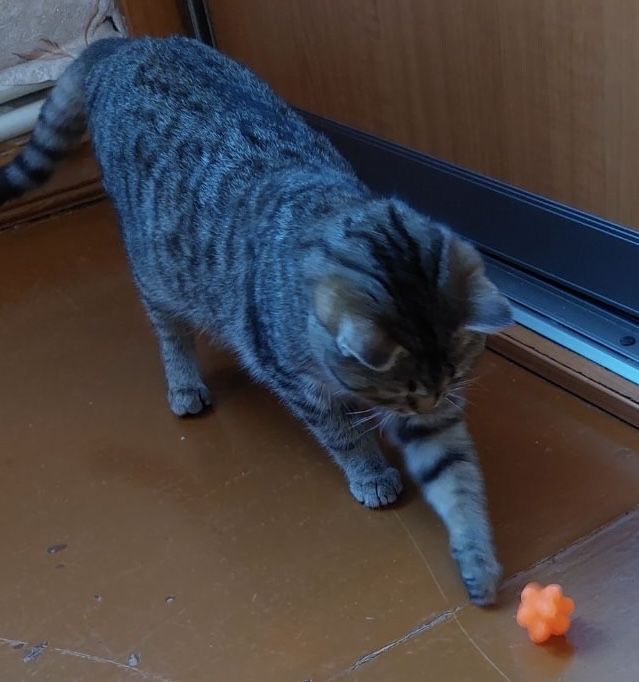 Сіра полосата молода кішечка Буся шукає дім