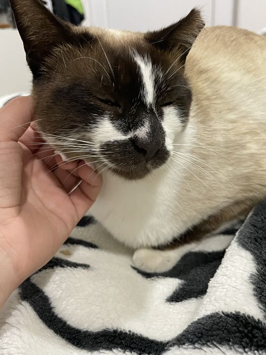 Gata siamesa para adocao