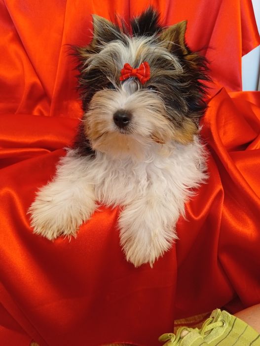 Samczyk Dasti z metryką ZKwP/FCI Biewer Yorkshire terrier.
