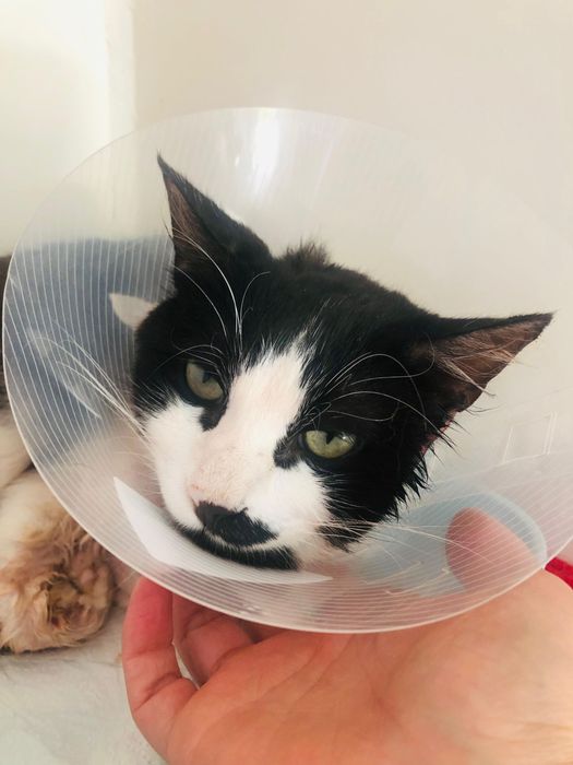 Yinyang - Gato procura familia de acolhimento