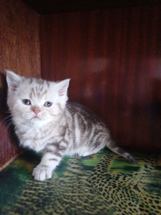 Найчарівніші шотландчики