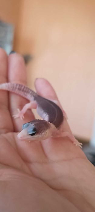 Gekon Eublefar Lamparci Total Eclipse Pied