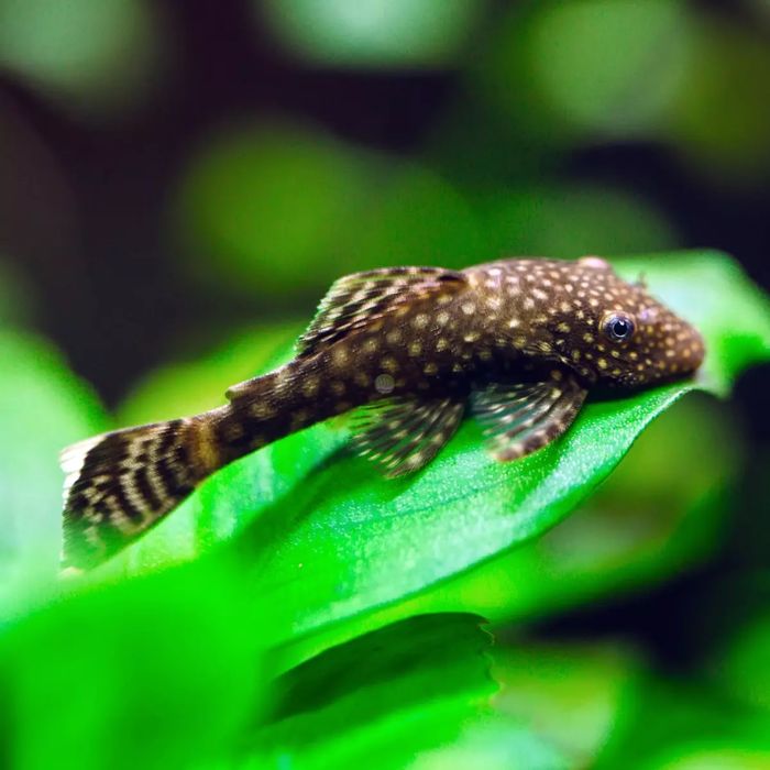 Zbrojnik niebieski - glonojad, młode 2-3 cm